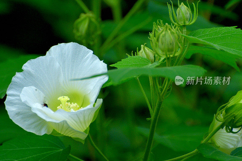 木槿/南方玫瑰/棉花玫瑰花